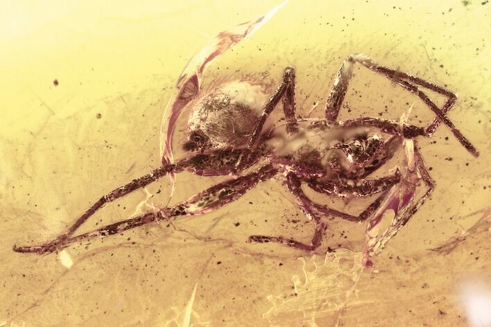 Detailed Fossil Spider (Araneae) In Baltic Amber - Jewelry Quality #357876